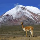  El volcán Chimborazo tiene una altura de 6.268 m. Es considerado el punto más cercano al sol. 