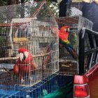  El nuevo hogar de estos animales será el Centro de Rescate Yanacocha.  