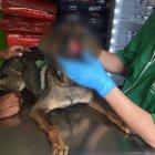  Un hombre atacó a un perro con un machete en Santa Rosa. 