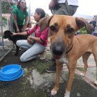 La ‘Maratón de Adopciones’, organizada por la Unidad de Rescate y Recuperación Animal (URRA) de la Prefectura del Guayas, promueve la adopción de 119 animalitos. 