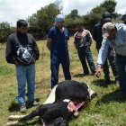  Veterinarios descartan que sean osos, pumas o ‘chupacabras’, por las huellas  que quedan en el cuerpo de los terneros atacados aseguran que son canes que fueron abandonados en el páramo. 