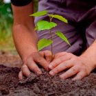  Referencial. La iniciativa es liderada por el Ministerio del Ambiente.  