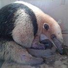  Se lo conoce también como osos hormiguero del Norte. Su presencia se extiende de México a Perú.  