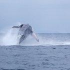  Estos mamíferos viajan más de 7 000 kilómetros cada año, entre junio y septiembre, desde la Antártida hasta Ecuador para su apareamiento y reproducción. 