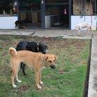  Las fundaciones necesitan más donaciones para poderse mantener.  