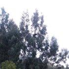  Los bomberos tuvieron que dopar al animal.  