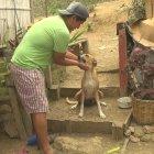  Los restos de una extraña criatura estaban en la trompa a una perra que llama “Pantera” la tarde del pasado martes. 