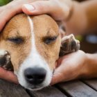  Referencial. Se presume que el veneno usado es para ratas.  