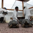  Las especies deberán pasar 6 meses en cuarentena previo a regresar a su hábitat.  