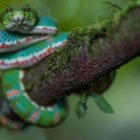  Fotografía de una serpiente en la reserva de Itapoa (Ecuador), facilitada por el biólogo y fotógrafo español Jaime García. 