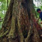  La vegetación de la Amazonía es extensa. Los árboles de caoba, por ejemplo, llegarían a 4.500. 