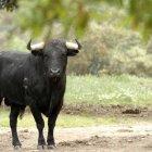  Durante un rodeo popular el animal atacó a una persona, fue arrastrado varios metros. El herido está en el hospital.  