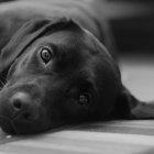  Referencial. La perra, una labrador de color negro, fue encontrada en otra localidad de Oregón. 