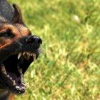  En 2017 cuatro perros de raza pastor alemán mataron a una mujer en Quito.  