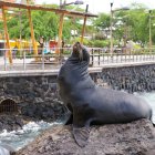  El león marino es una de las especies más representativas de las islas. 