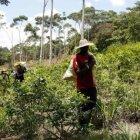  Para Estados Unidos hubo un aumento del 11% en cultivos ilícitos en 2017.  