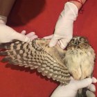  El búho fue atendido en el Instituto Tueri.  