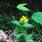  Santay vive también del turismo.  Su dirigente solicita más atención de las autoridades para realzar el atractivo de la isla que, en la actualidad, luce opacada.  