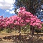  Los arupos tienen como época de florecimiento el verano.  