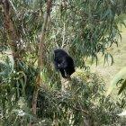  El caso fue compartido por redes sociales, donde los usuarios felicitaron la labor de todos los involucrados en el rescate y cuidado del oso.   