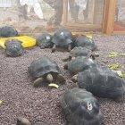  El pasado jueves el Parque Nacional Galápagos recibió 26 tortugas terrestres del archipiélago que fueron rescatadas hace más de un año en un autobús en la región de Piura, en el norte de Perú.  