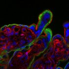  Tejido de la placenta. Crédito: Yockey et al., Science Immunology (2018) 