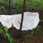  El cadáver de Ángel Villamar fue trasladado hasta la morgue.  