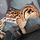  Un ciudadano fue quien reportó la emergencia. 