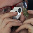  Referencial. El Proyecto del Código de la Salud propone importantes cambios para la utilización del cannabis con fines terapéuticos.   