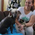  En casa. Se llama Peluca, por su particular mostacho. Su raza es desconocida en un barrio del suburbio.  