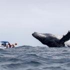  Esta especie de ballenas busca aguas cálidas para “parir y aparearse” y encuentran allí un lugar ideal gracias a sus fondos menos profundos y apacibles.  