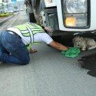  Vigilante salvó a un perrito que fuera atropellado en la Perimetral, en la entrada de la línea 8. 