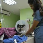  Brauny tendría 10 % de probabilidades de volver a caminar, tras una cirugía realizada el pasado martes 27 de febrero.  