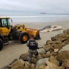  La mañana del jueves, una ballena fue hallada muerta en Mar Bravo. 