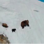  El video de los animales se volvió viral en Twitter. 