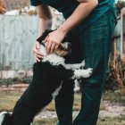  Los animales son, además, una fuente importante de apoyo moral. 