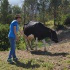  Estos ataques significan pérdidas económicas para la comunidad que se ubica en los alrededores de la Reserva Los Illinizas.  