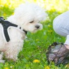  La iniciativa busca generar una cultura respetuosa para los amos de las mascotas. 