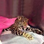  La juguar fue operada en el hospital de la Universidad San Francisco en 2016.  