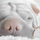  Dormir en compañía de un perro puede ser más placentero para las mujeres. 