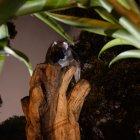  Martín Bustamante, de la Fundación Zoológica del Ecuador, detalló que se hará un enriquecimiento ambiental a estos animales.  