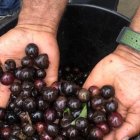 El pechiche busca recuperar su espacio en el hogar guayaquileños.