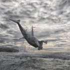 El preciso instante en que el tiburón alcanza los 4,5 metros para cazar a su presa, una foca.