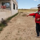 Princesa quedó muerta en la pared de la casa de sus amos, mientras que Maní, otro can, sobrevivió.