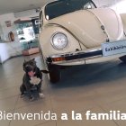 La perra fue rescatada por el guardián de la empresa quien la vio vagando.