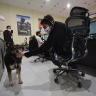 La mascota camina por todas las dependencias de la institución. Los trabajadores lo cuidan.