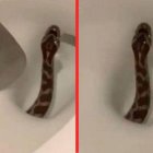 Imágenes del video en que se ve a la serpiente saliendo del retrete.
