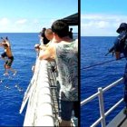 Escenas del momento en la que un tiburón se dirigía a un grupo de personas.