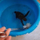 La tortuga marina llegó a Quito como recuerdo de un viaje.