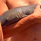 Una escena del tiburón nodriza mordiendo el antebrazo del joven bañista.